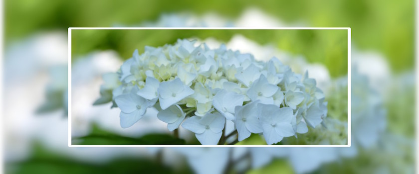 Blume