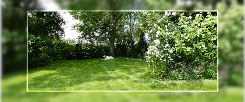 Garten-mit-Hund