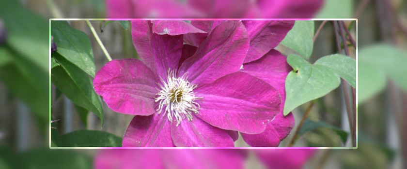 Blume lila