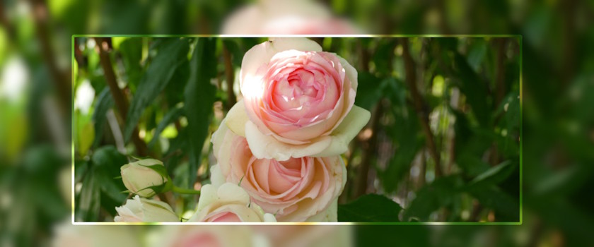 Blume