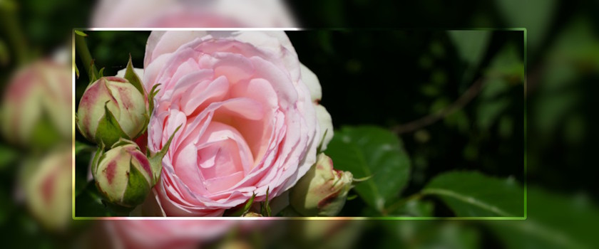 Blume