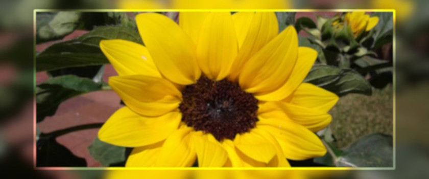Sonnenblume