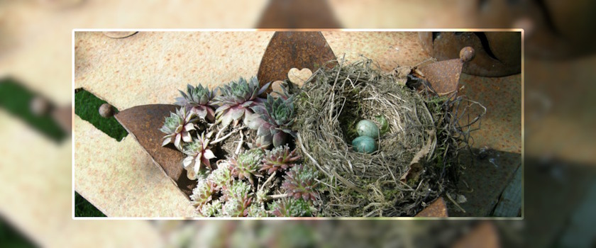 Vogelnest